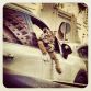 Supercats and Supercars