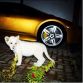 Supercats and Supercars