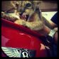 Supercats and Supercars