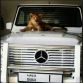 Supercats and Supercars