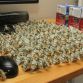Ticket paid with 137 origami pigs dollars