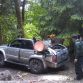 Toyota 4Runner Tree