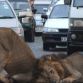 Two Lions on road at Nairobi+