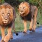 Two Lions on road at Nairobi+