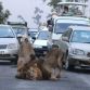 Two Lions on road at Nairobi+