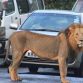 Two Lions on road at Nairobi+
