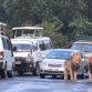Two Lions on road at Nairobi+