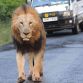Two Lions on road at Nairobi+