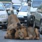 Two Lions on road at Nairobi+