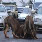Two Lions on road at Nairobi+