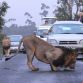 Two Lions on road at Nairobi+