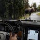 Interior Large Animal Detection 2