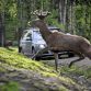 Volvo new safety systems - Vision 2020