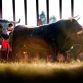 bulls