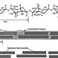 Wood Nanocrystals
