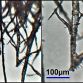 Wood Nanocrystals