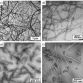 Wood Nanocrystals
