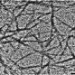 Wood Nanocrystals